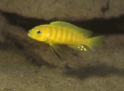 Cynotilapia sp. 'lion ntekete' Liwani
